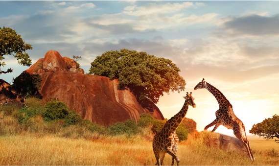 Environmental & Sustainability